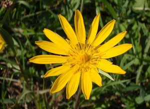 Kozí brada východní (Tragopogon orientalis)