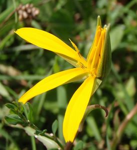 Kozí brada východní (Tragopogon orientalis)