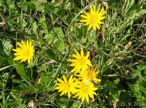 Kozí brada východní (Tragopogon orientalis)