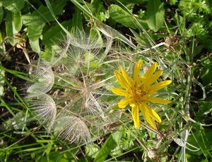 Kozí brada východní (Tragopogon orientalis)