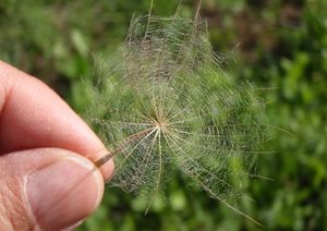 Kozí brada východní (Tragopogon orientalis)