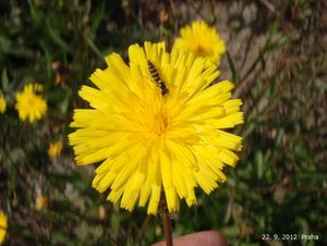 Mléč rolní (Sonchus arvensis)