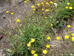 Mléč rolní (Sonchus arvensis)