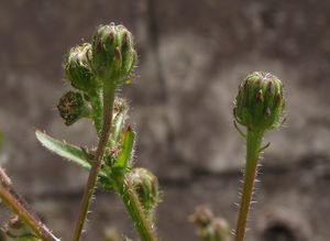 Mléč rolní (Sonchus arvensis)