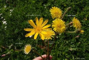 Mléč rolní (Sonchus arvensis)