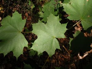 Javor mléč (Acer platanoides)