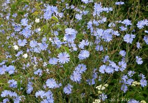 Čekanka obecná (Cichorium intybus L.)