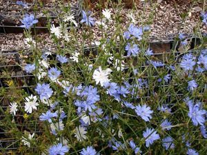 Čekanka obecná (Cichorium intybus L.)