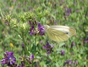 Tolice měňavá (Medicago  x  varia)