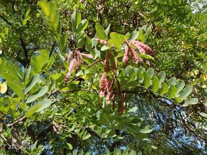 Trnovník bílý /akát/ (Robinia pseudacacia)