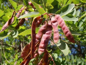 Trnovník bílý /akát/ (Robinia pseudacacia)