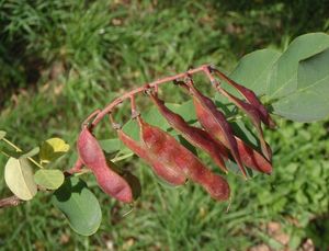 Trnovník bílý /akát/ (Robinia pseudacacia)