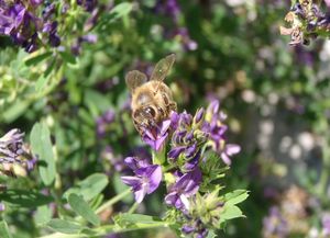 Tolice měňavá (Medicago  x  varia)