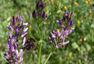 Tolice měňavá (Medicago  x  varia)