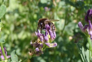 Tolice měňavá (Medicago  x  varia)