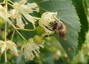 Lípa evropská (Tilia  x  europaea)