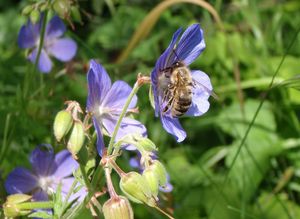 Kakost luční (Geranium pratense)