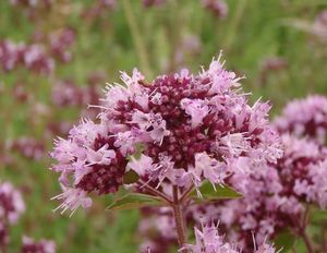 Dobromysl obecná (Origanum vulgare)