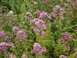 Dobromysl obecná (Origanum vulgare)