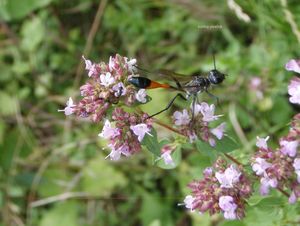 Dobromysl obecná (Origanum vulgare)