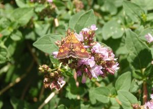 Dobromysl obecná (Origanum vulgare)