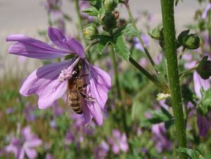 Sléz lesní (Malva sylvestris)