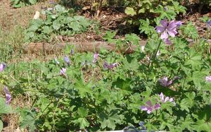 Sléz lesní (Malva sylvestris)