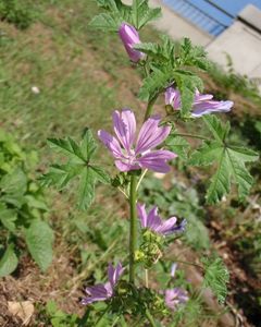 Sléz lesní (Malva sylvestris)