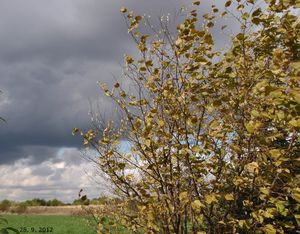 Líska obecná (Corylus avellana)