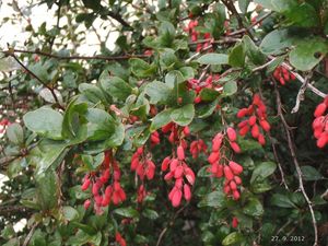 Dřišťál obecný (Berberis vulgaris)