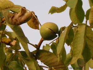 Ořešák královský (Juglans regia)