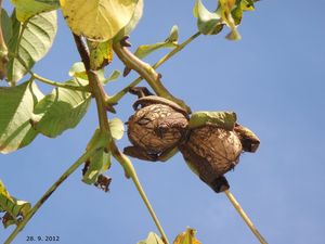 Ořešák královský (Juglans regia)