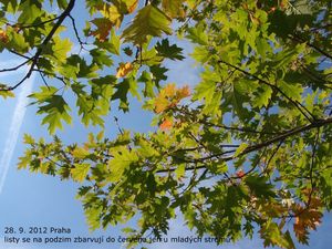 Dub červený (Quercus rubra)