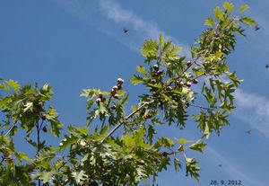 Dub červený (Quercus rubra)