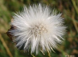 Mléč rolní (Sonchus arvensis)