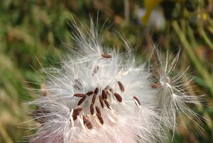 Mléč rolní (Sonchus arvensis)