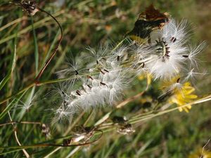 Mléč rolní (Sonchus arvensis)