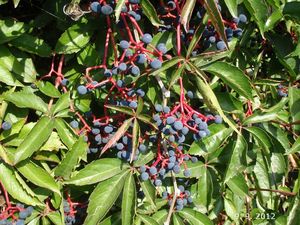 Loubinec popínavý (Parthenocissus inserta)