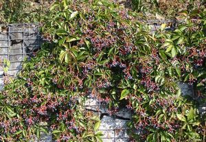 Loubinec popínavý (Parthenocissus inserta)