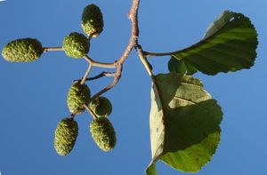 Olše lepkavá (Alnus glutinosa)