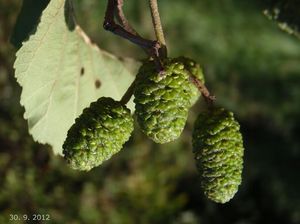 Olše lepkavá (Alnus glutinosa)