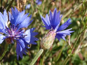 Chrpa modrá (Centaurea cyanus)