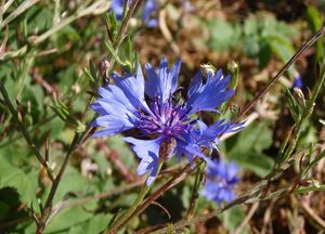 Chrpa modrá (Centaurea cyanus)