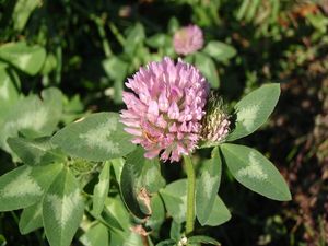 Jetel luční (Trifolium pratense)