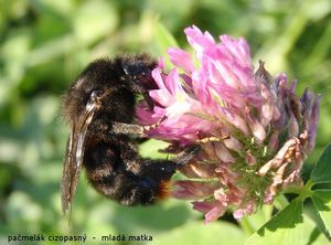 Jetel luční (Trifolium pratense)