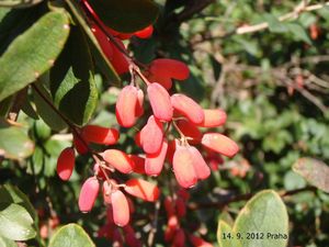 Dřišťál obecný (Berberis vulgaris)