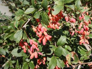 Dřišťál obecný (Berberis vulgaris)