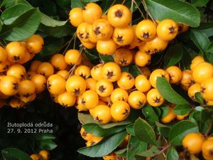 Hlohyně červená (Pyracantha coccinea)