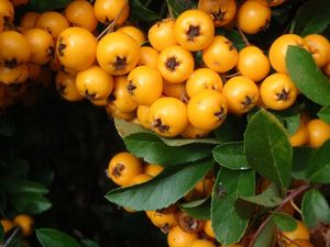 Hlohyně červená (Pyracantha coccinea)