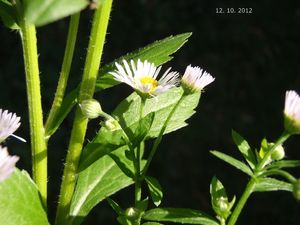 Turan roční (Erigeron annuus)